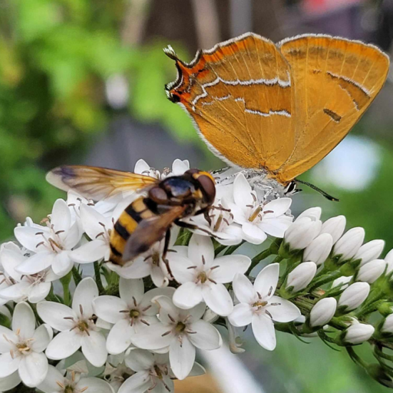 Bi og blomst