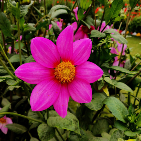 Blomst