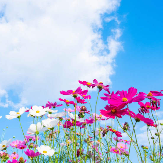 Blomstermark