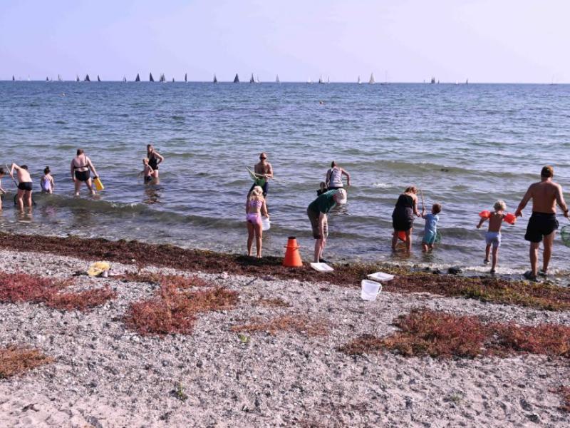 Børn på stranden