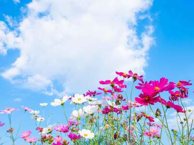 Blomstermark