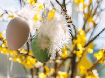 Påskeæg hænger i forårsgrene