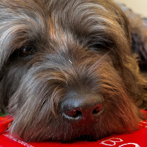 Anton, læsehund