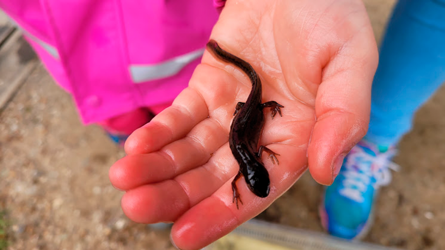 Salamander i barnehånd