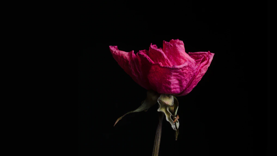 I Oscar Wildes novelle "Nattergalen og rosen" ofrer nattergalen sit liv for at skaffe en rød rose til studenten.