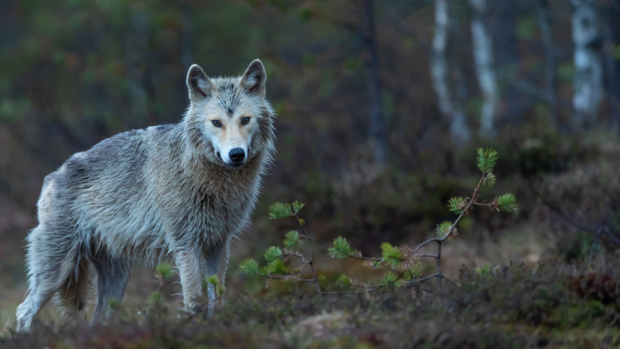 'Ulven' er titlen på første roman i Køge-krøniken, som er skrevet af Katrine Marie Guldager.